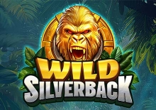 Wild Silverback